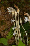 Oneflowered broomrape